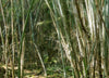 occhiali ecosostenibili  in bambù