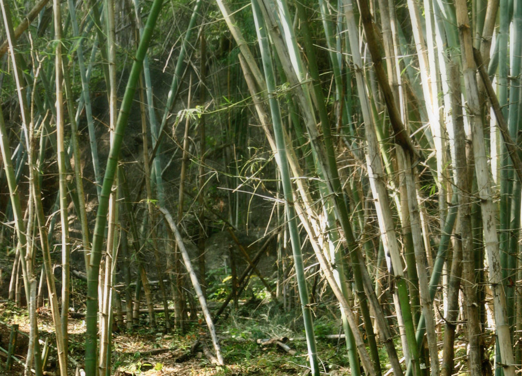 occhiali ecosostenibili  in bambù